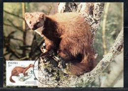 POLONIA POLAND POLSKA 1984 FAUNA PROTECTED ANIMALS MARTES FOINA 5z MAXI MAXIMUM CARD CARTE - Maximumkarten