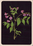 FLOWERS Vintage Postcard CPSM #PAR513.A - Fleurs