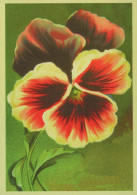 FLEURS Vintage Carte Postale CPSM #PBZ597.A - Blumen