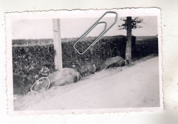 PHOTO GUERRE CHAR TANK CHEVEAUX MORTS FRANCE 1940 - Oorlog, Militair