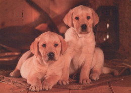 CHIEN Animaux Vintage Carte Postale CPSM #PAN475.A - Cani