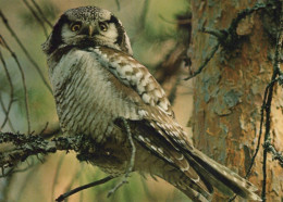 VOGEL Tier Vintage Ansichtskarte Postkarte CPSM #PAN266.A - Vögel