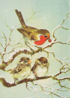 BIRD Animals Vintage Postcard CPSM #PAM906.A - Uccelli