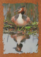 OISEAU Animaux Vintage Carte Postale CPSM #PAM644.A - Vögel