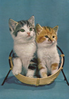 CAT KITTY Animals Vintage Postcard CPSM #PAM616.A - Katzen