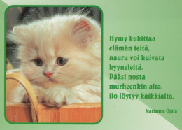 CAT KITTY Animals Vintage Postcard CPSM #PAM571.A - Katzen