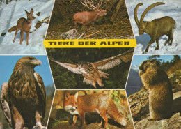 SALVAJE Animales Vintage Tarjeta Postal CPSM #PBS966.A - Autres & Non Classés