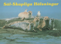 SEAL Animals Vintage Postcard CPSM #PBS655.A - Autres & Non Classés