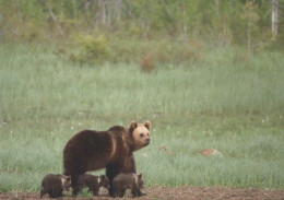 GEBÄREN Tier Vintage Ansichtskarte Postkarte CPSM #PBS344.A - Ours