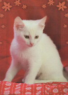 KATZE MIEZEKATZE Tier Vintage Ansichtskarte Postkarte CPSM #PBQ832.A - Chats