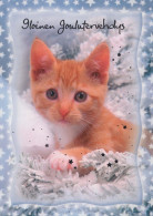 CAT KITTY Animals Vintage Postcard CPSM #PBQ858.A - Katzen