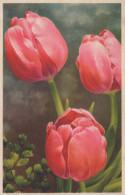 FLEURS Vintage Carte Postale CPA #PKE734.A - Blumen