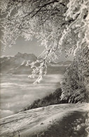 SUISSE - Leysin - Les Dents Du Midi Et La Mer De Nuages - Vue Générale - Carte Postale - Leysin