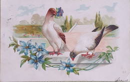 PIGEONS - Oiseaux