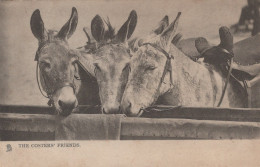BURRO Animales Vintage Antiguo CPA Tarjeta Postal #PAA206.A - Asino