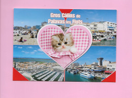 CP - PALAVAS-LES-FLOTS - Plusieurs Et Chat - Palavas Les Flots