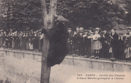 PARIS(5 Em ARRONDISSEMENT) JARDIN DES PLANTES(OURS) - Paris (05)