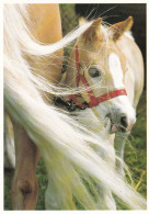 Horse - Cheval - Paard - Pferd - Cavallo - Cavalo - Caballo - Häst - Biri Publications B.V. - Chevaux
