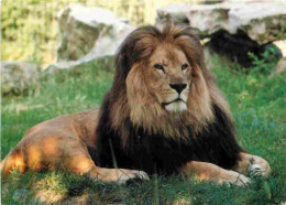 Animaux - Fauves - Lion - Zoo De Doué La Fontaine Et Des Sables D'Olonne - CPM - Voir Scans Recto-Verso - Leeuwen