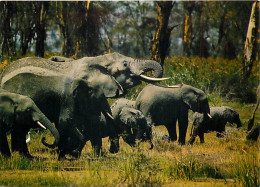 Animaux - Eléphants - République Centrafricaine - Eléphants Dans La Réserve De Gounda-Saint-Floris - Afrique Noire - élé - Éléphants