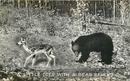Animaux - Ours - A Little Deer With A Bear Behind - Bear - CPSM Format CPA - Voir Scans Recto-Verso - Beren