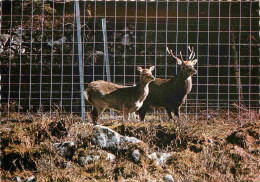 Animaux - Cervidés - Couple De Cerfs Sikas Ou Cerfs Du Japon - Carte Dentelée - CPSM Grand Format - Carte Neuve - Voir S - Andere & Zonder Classificatie