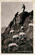 Animaux - Moutons - Les Pyrénées - Une Escalade En Montagne - CPM - Voir Scans Recto-Verso - Andere & Zonder Classificatie