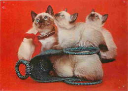 Animaux - Chats - Chatons - Etat Trous De Punaises Visibles - CPM - Voir Scans Recto-Verso - Cats