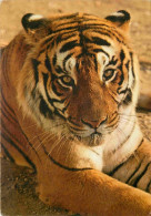 Animaux - Fauves - Tigre - Parc Zoologique - Bois De Coulange - Amneville - Zoo - CPM - Voir Scans Recto-Verso - Tigers