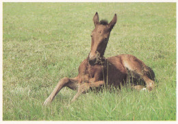 Horse - Cheval - Paard - Pferd - Cavallo - Cavalo - Caballo - Häst - Chevaux