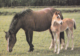 Horse - Cheval - Paard - Pferd - Cavallo - Cavalo - Caballo - Häst - Penny - Horses