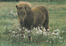 Horse - Cheval - Paard - Pferd - Cavallo - Cavalo - Caballo - Häst - Horses