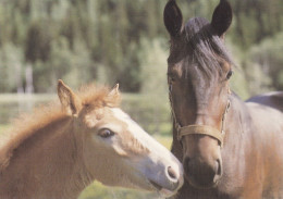 Horse - Cheval - Paard - Pferd - Cavallo - Cavalo - Caballo - Häst - Pferde