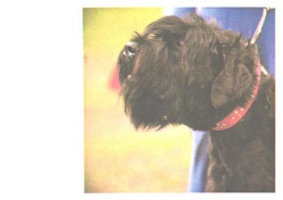 Dog, Black Terrier, 1981 - Cani