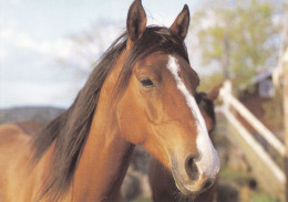 Horse - Cheval - Paard - Pferd - Cavallo - Cavalo - Caballo - Häst - Chevaux