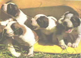 Dog, St. Bernard Dog Puppies, 1977 - Hunde