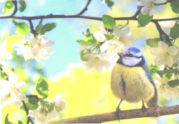 Bird, Tomtit On Tree - Oiseaux