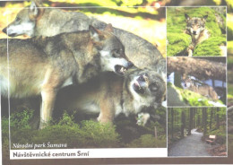 Šumava National Park, Wolfs - Other & Unclassified