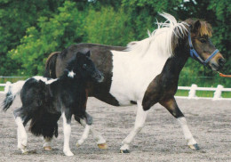 Horse - Cheval - Paard - Pferd - Cavallo - Cavalo - Caballo - Häst - Chevaux