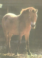 Tallinn Zoo, Prževalski Horse, 1976 - Pferde