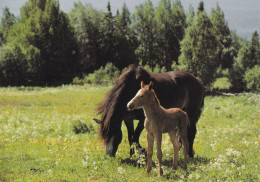 Horse - Cheval - Paard - Pferd - Cavallo - Cavalo - Caballo - Häst - Svenska Naturkort - Pferde