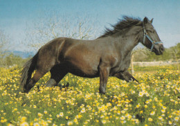 Horse - Cheval - Paard - Pferd - Cavallo - Cavalo - Caballo - Häst - Bromma Kortförlag - Pferde