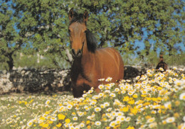 Horse - Cheval - Paard - Pferd - Cavallo - Cavalo - Caballo - Häst - Bromma Kortförlag - Pferde