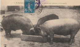 COCHONS - En Ballade ...... - Pigs