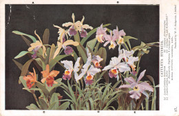 R335591 Cattleya Hybrids. 17. Royal Botanic Gardens. W. F. Sedgwick. 1929 - World