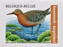 Losse Zelfklevende Zegel "Kanoetstrandloper" Met Brede Witte Rand Rugpapier (kleine Oplage Abonnementen Bpost) - 1985-.. Birds (Buzin)
