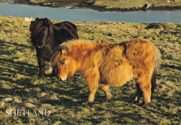 Horse - Cheval - Paard - Pferd - Cavallo - Cavalo - Caballo - Häst - Shetland - Horses