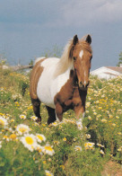 Horse - Cheval - Paard - Pferd - Cavallo - Cavalo - Caballo - Häst - Chevaux