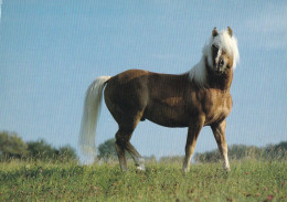 Horse - Cheval - Paard - Pferd - Cavallo - Cavalo - Caballo - Häst - Chevaux