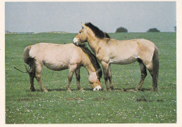 Horse - Cheval - Paard - Pferd - Cavallo - Cavalo - Caballo - Häst - Penny's Album - Przewalski - Pferde